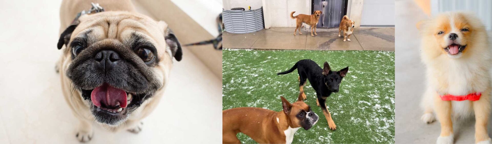 boarding PupTown